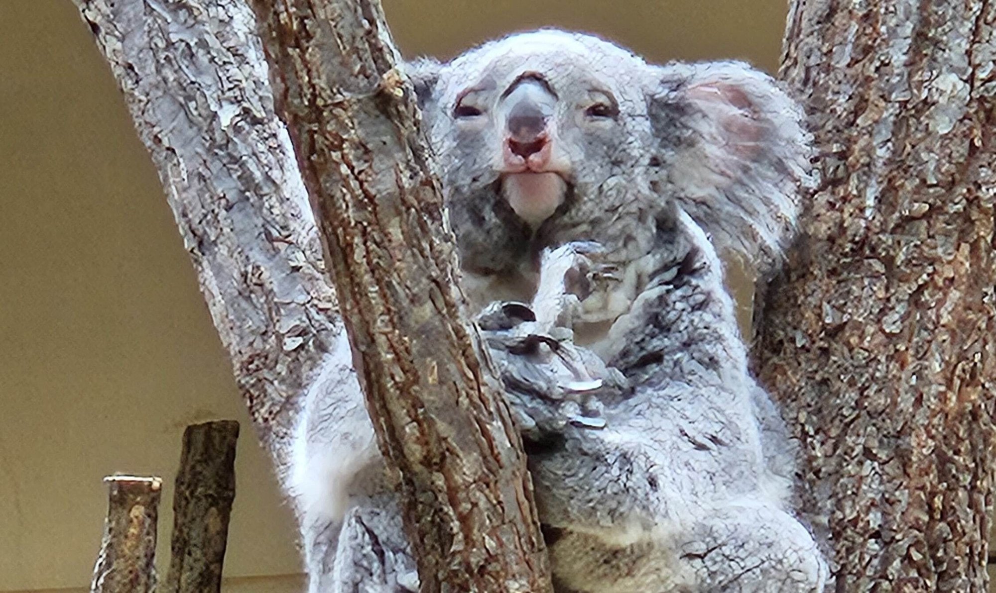 20250525_115124コアラ横トリ-min