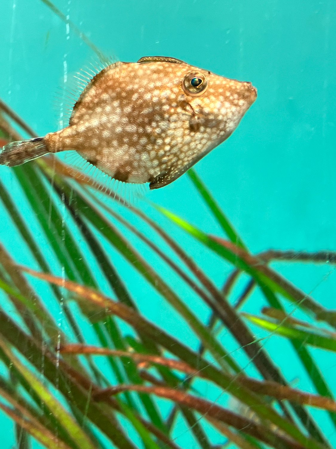 20251121 東京本校 土曜日生遠足(葛西臨海水族園)1