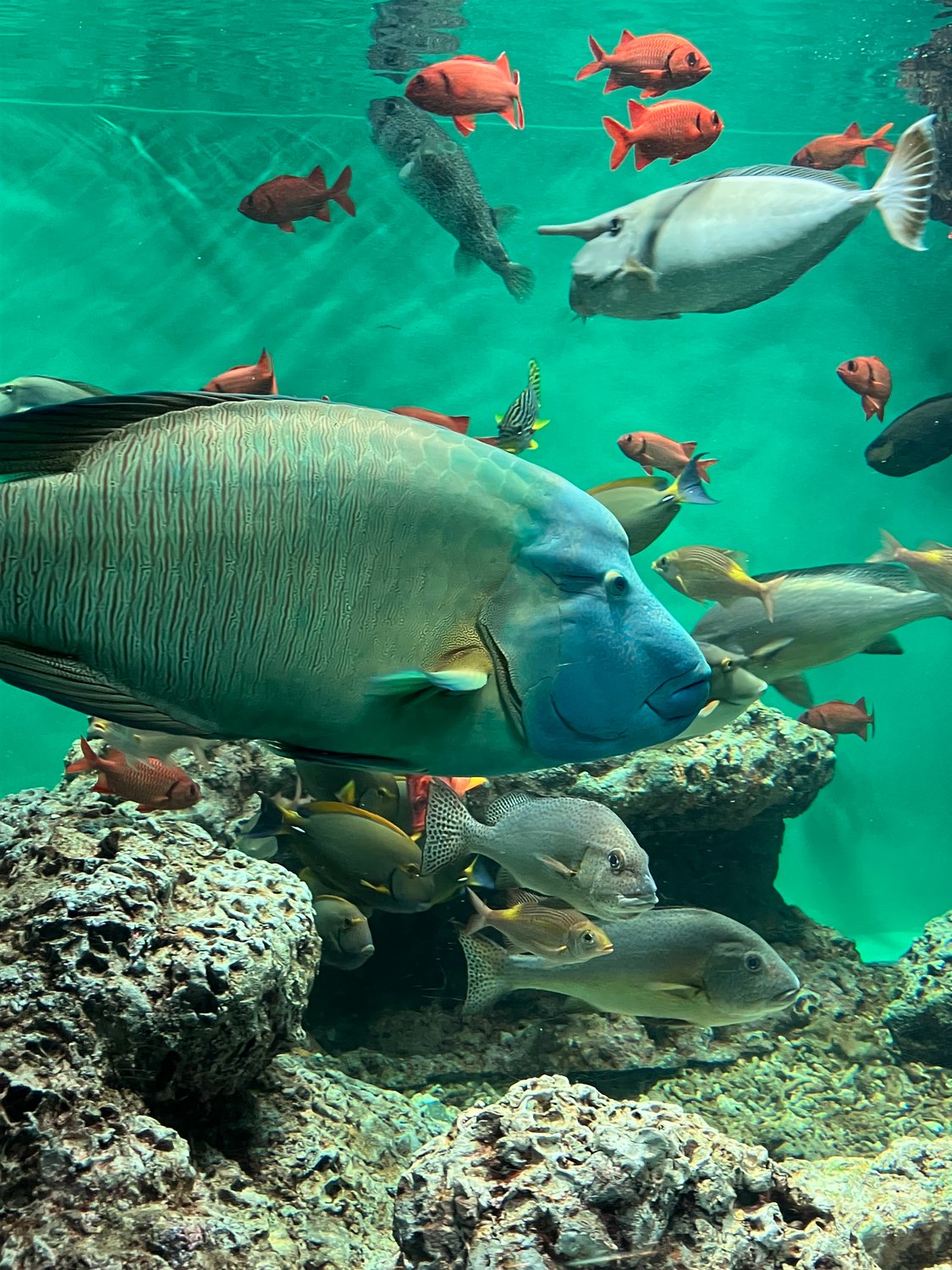 20251121 東京本校 土曜日生遠足(葛西臨海水族園)2