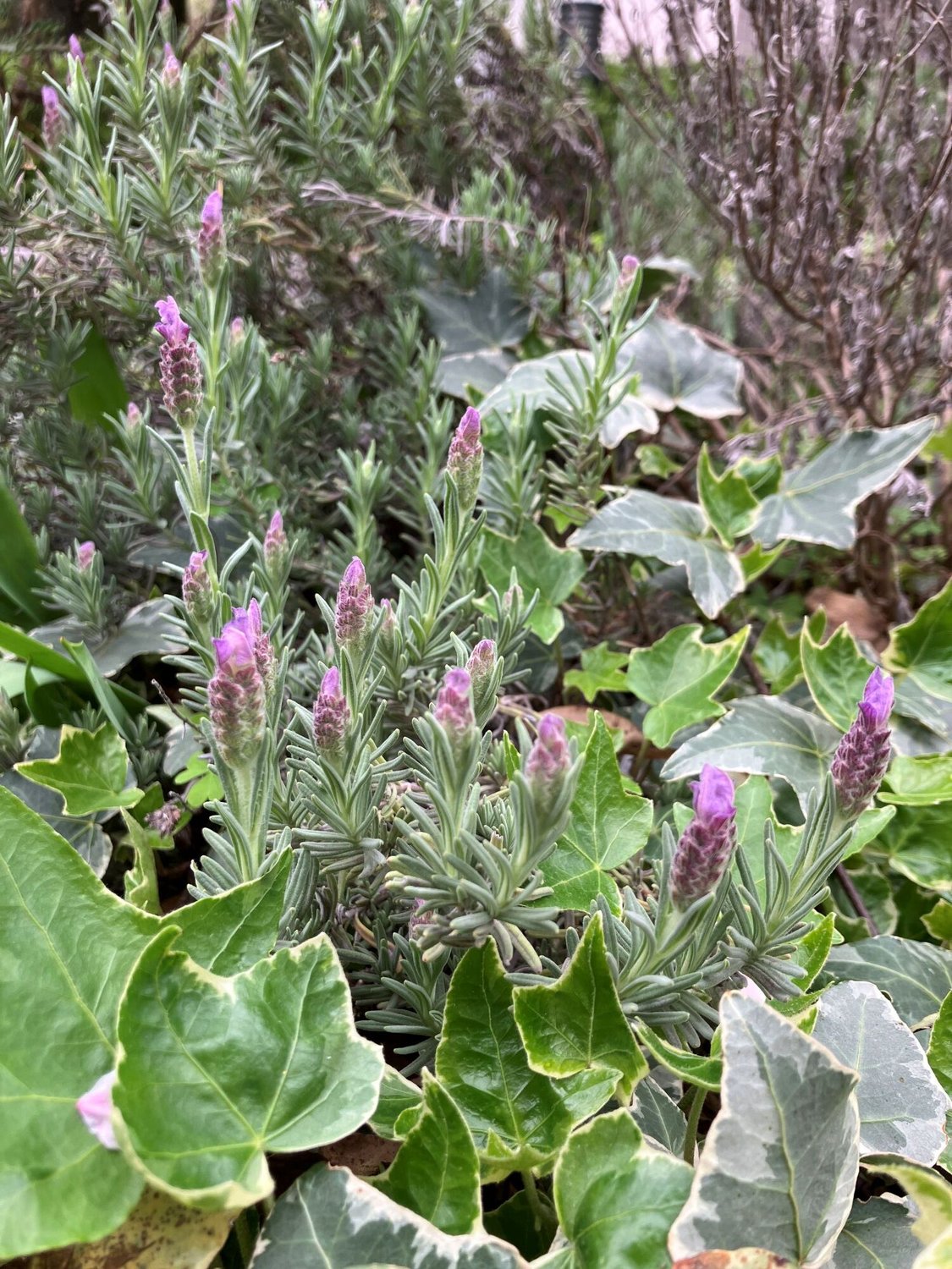 20260407_tokyo_honko_lavender