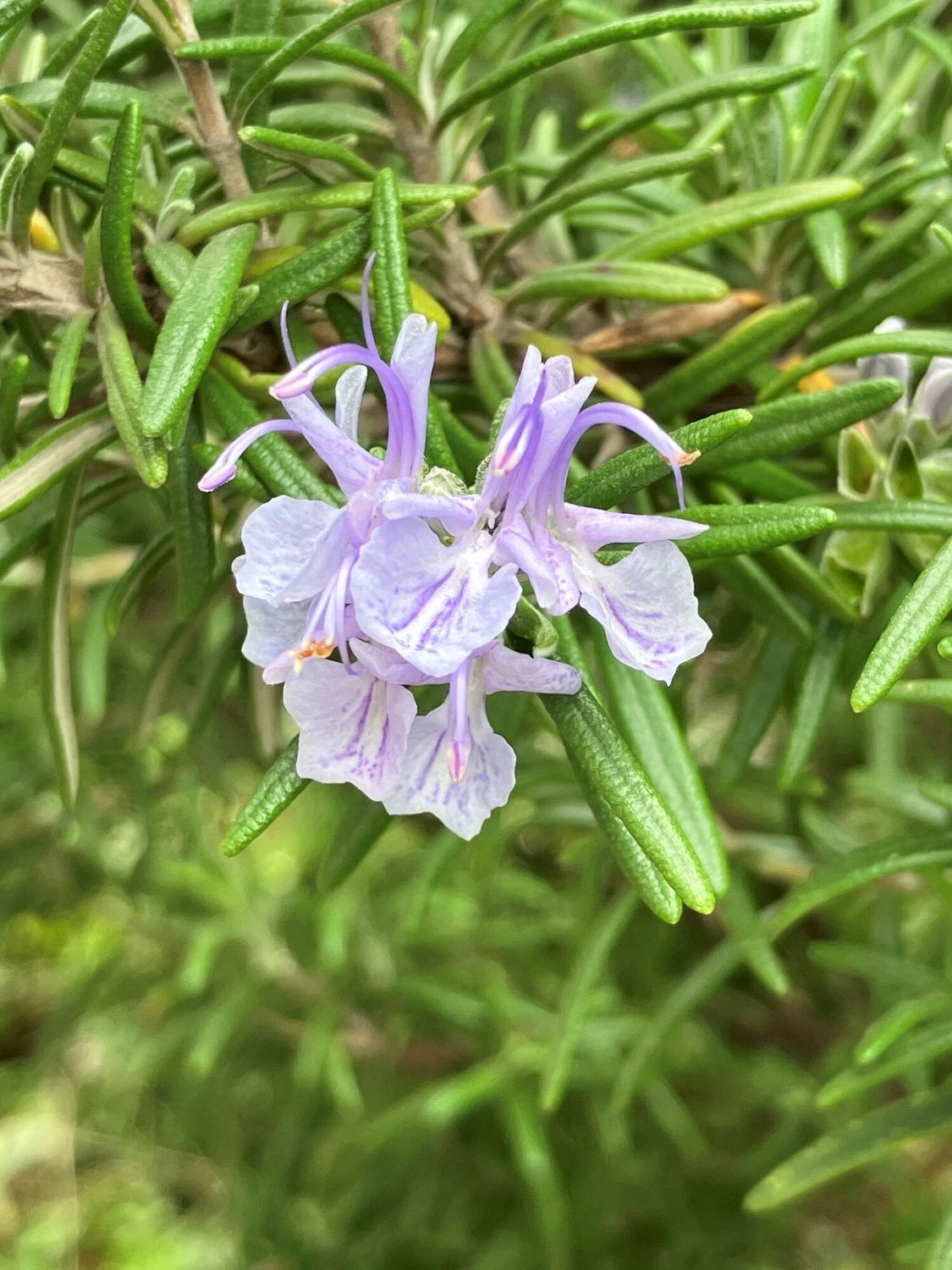 20260407_tokyo_honko_rosemary