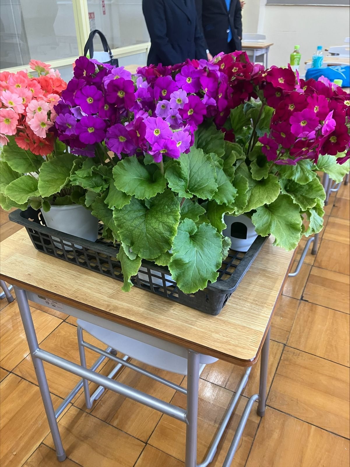 chiba_20260315_B89996EECCE