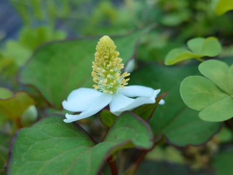 dokudami_20260513