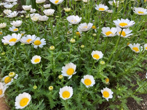 kunitachi_yaho_IMG_1433