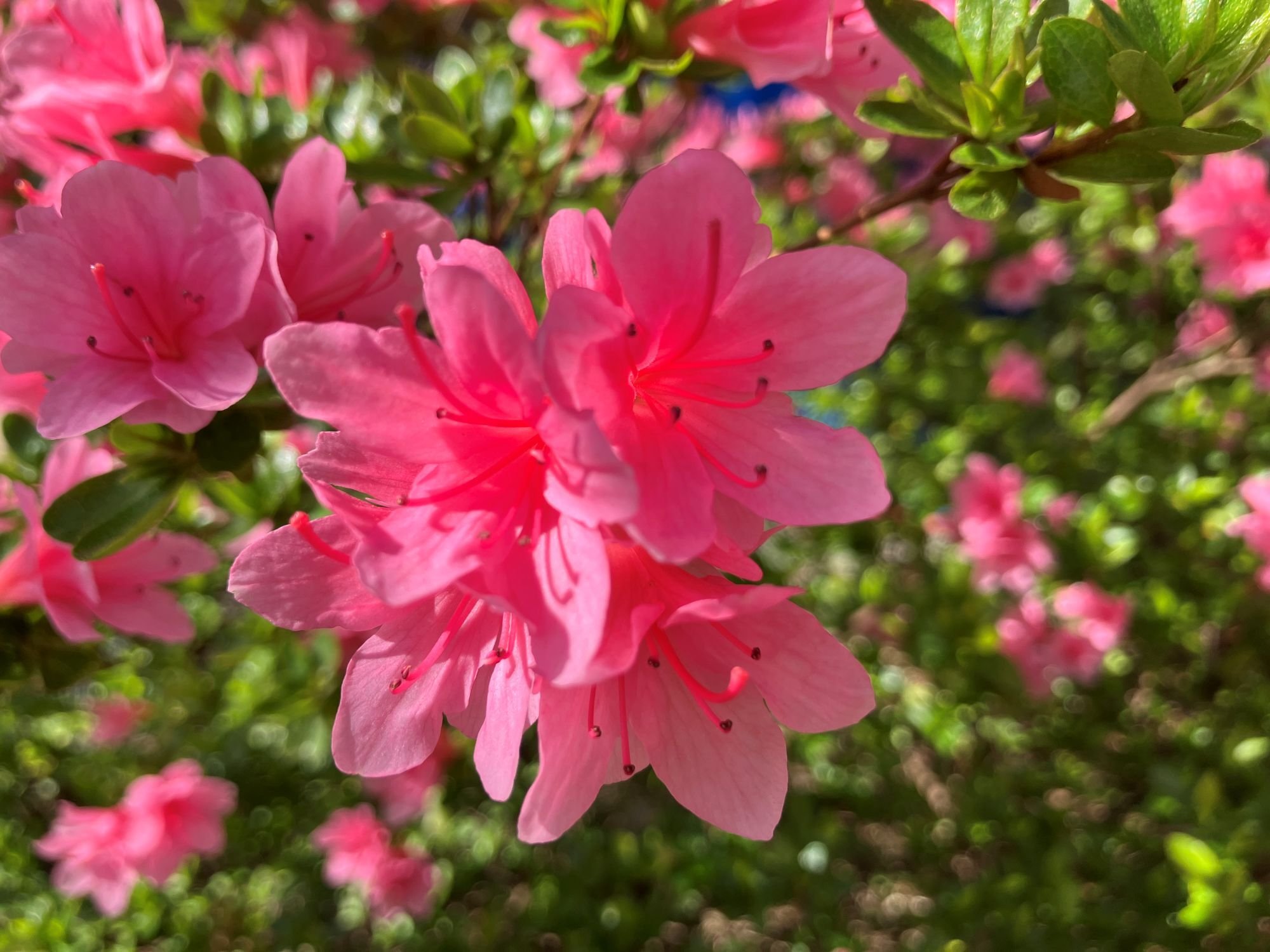 kunitachi_yaho_IMG_1441