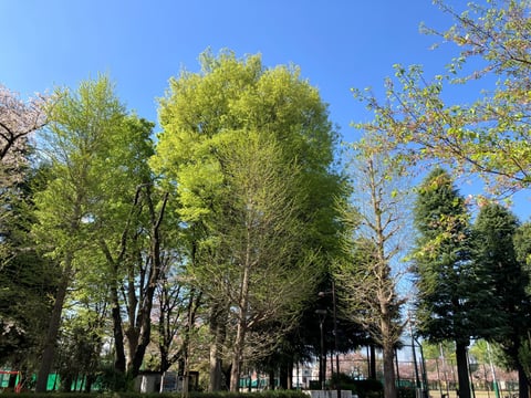 kunitachi_yaho_IMG_1443