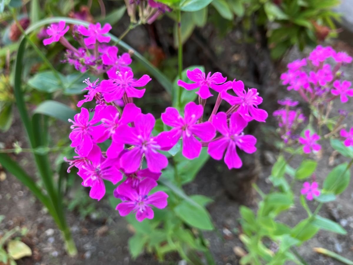 mushitorinadeshiko_20260513jpg