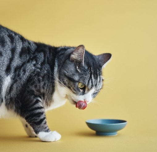 AC_3699850_s-e1669609507307