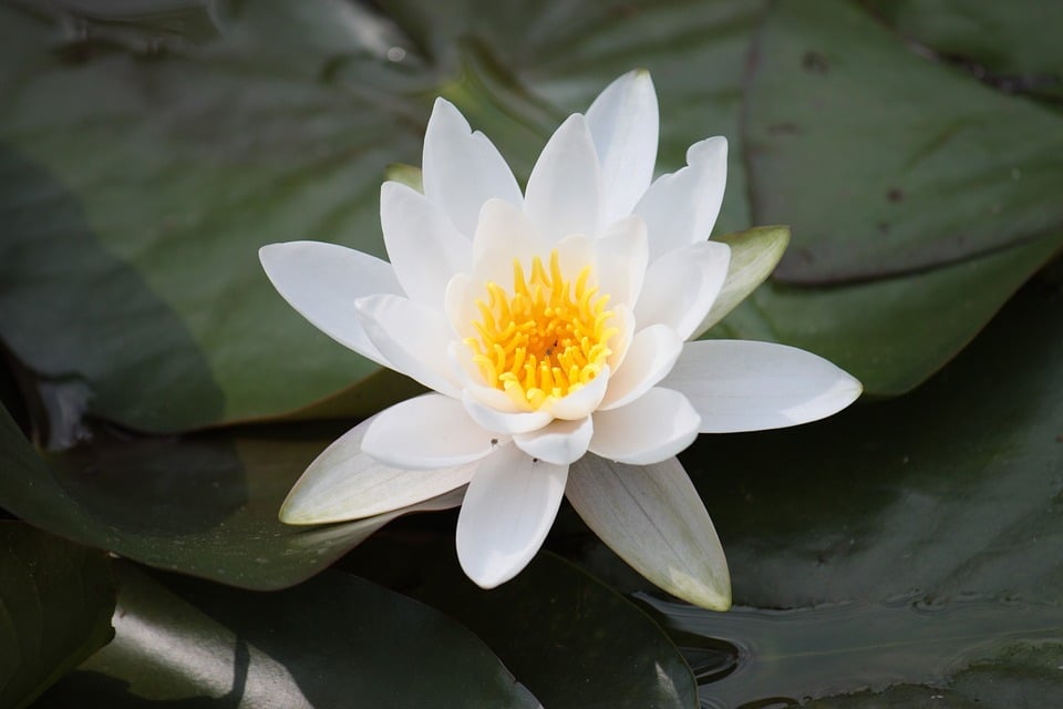 lotus-flower-4027825_960_720