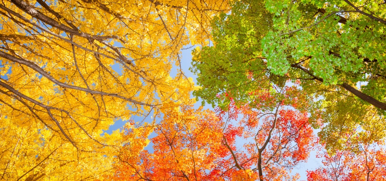 マスクグループ 18