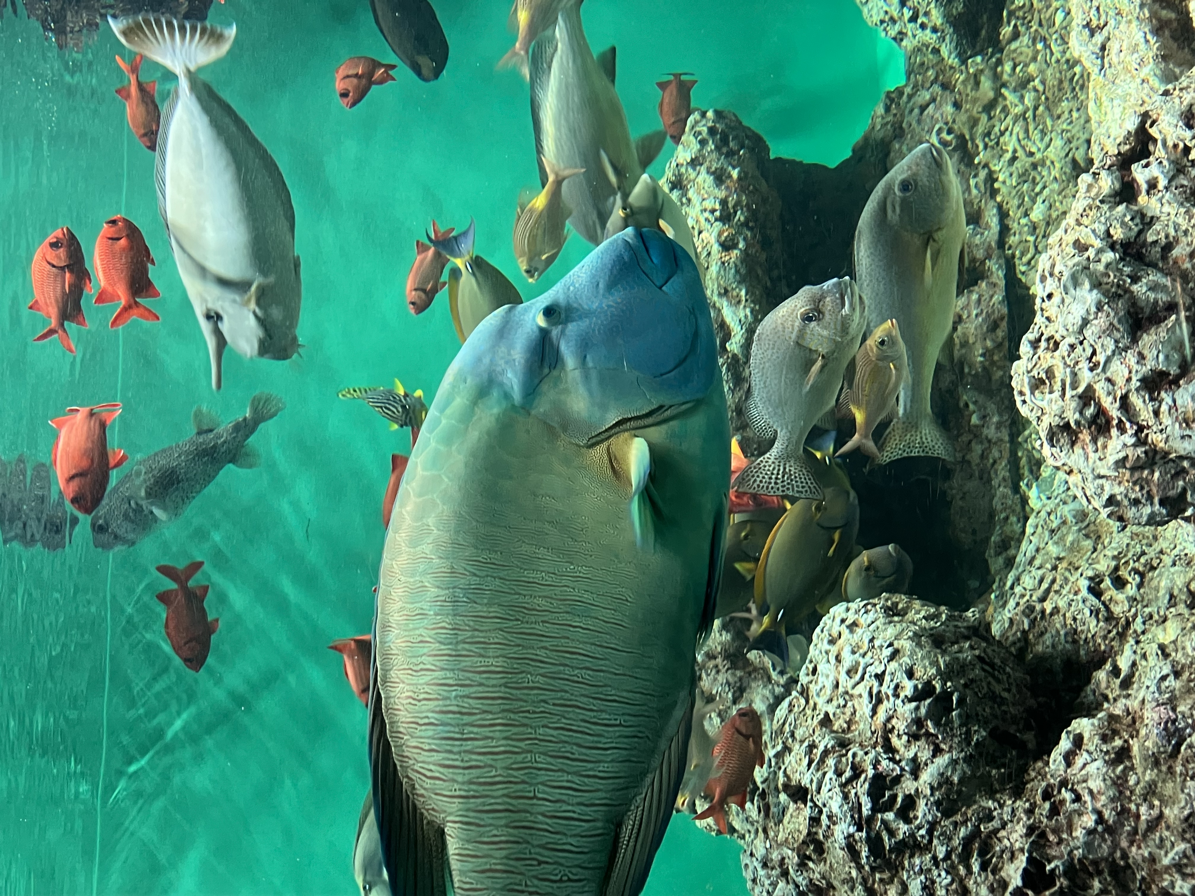 【東京本校】土曜日生　合同遠足で葛西臨海水族園へ
