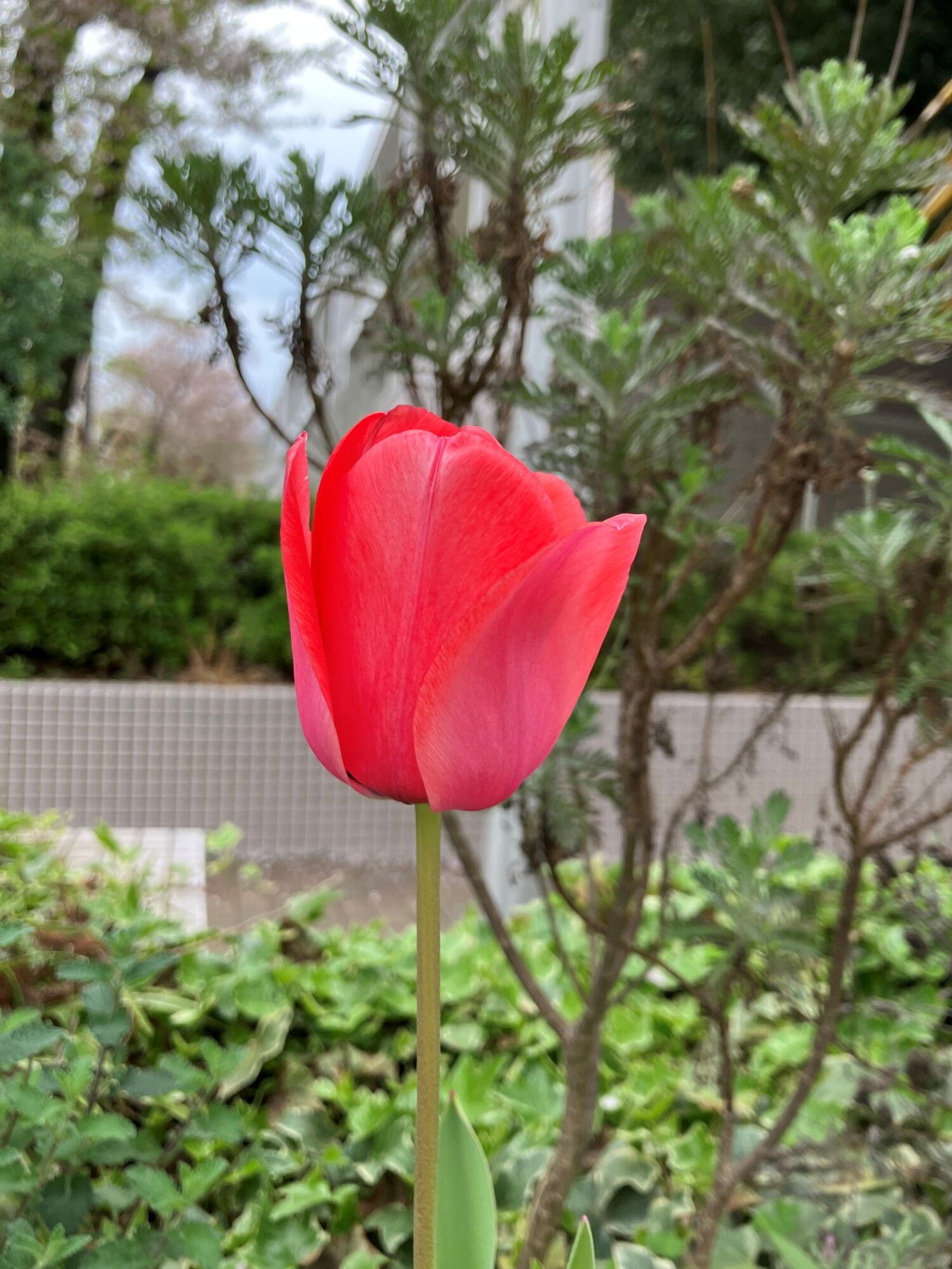 【東京本校】SAC（ソーシャル アクティビティ クラブ）が育てた花々