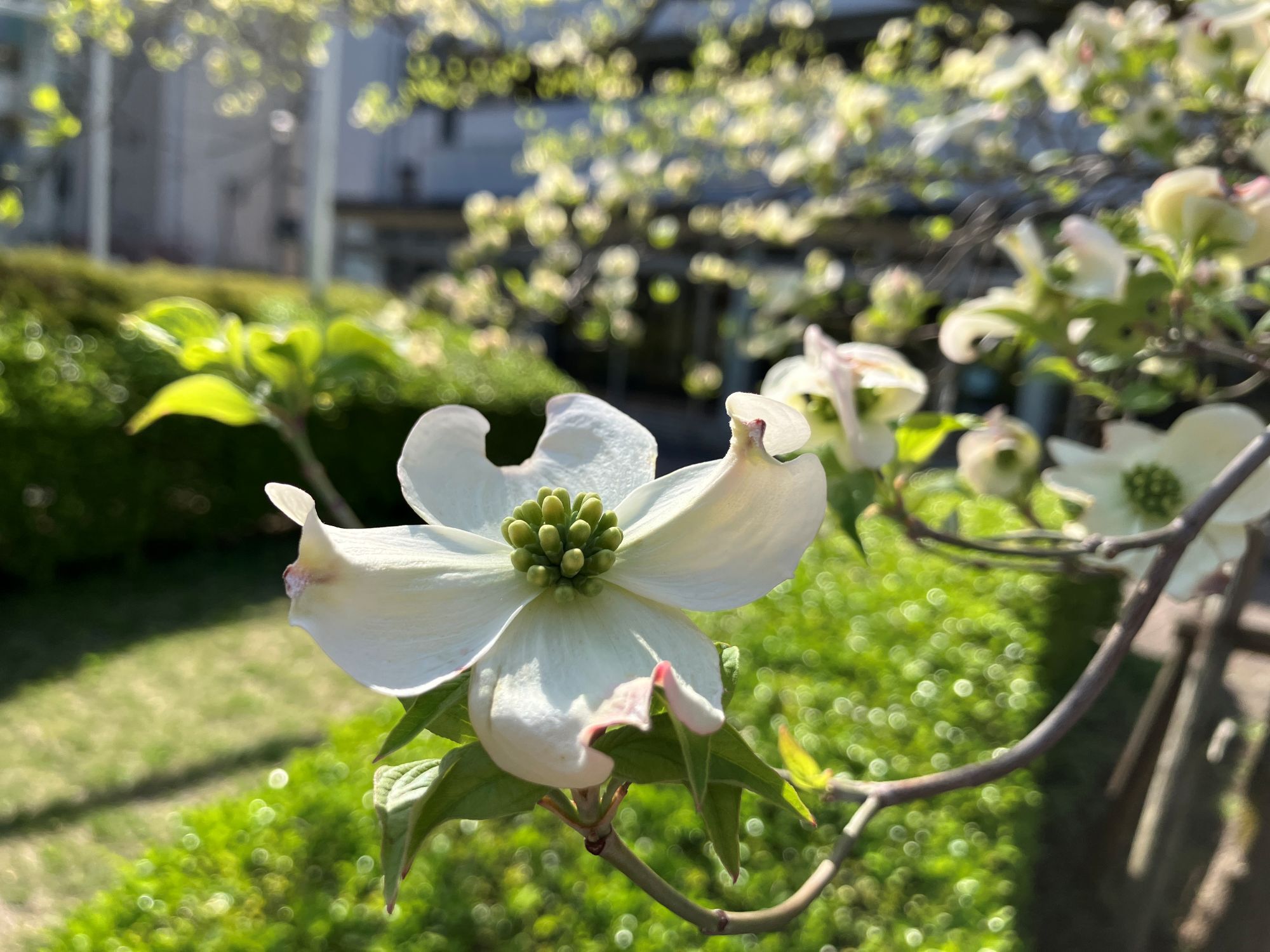 【東京本校】通学路　谷保駅から歩く