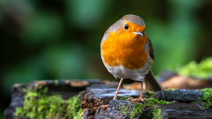 歌でしか言えないこと、歌でなら言えること - 永田和宏先生メッセージ