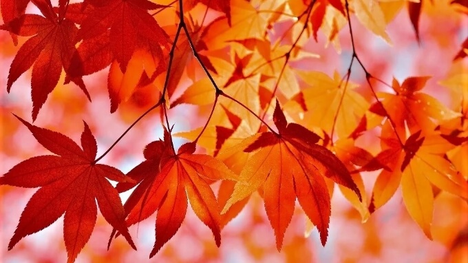 永田和宏 - 歌の中に時を刻む（第2回）