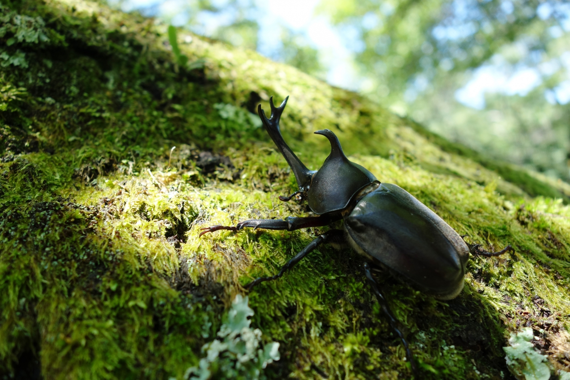 【俳句コラム】麒麟流作句法（3）