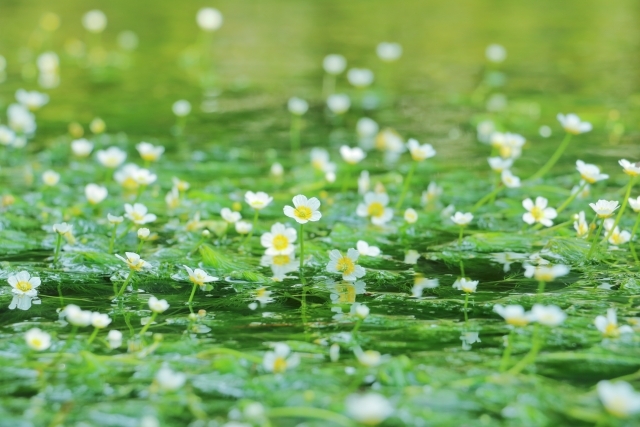 【俳句コラム】麒麟流作句法（13）