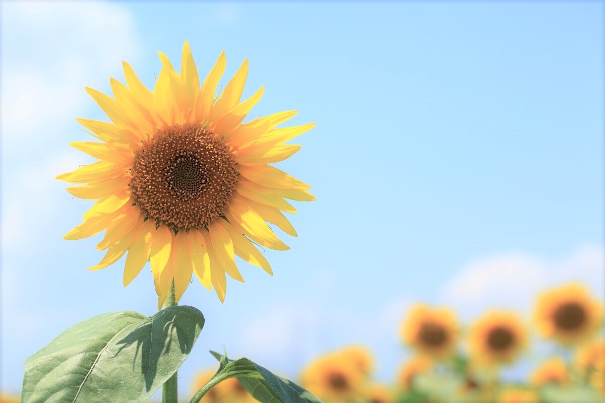 【シリーズ】秀歌を読もう（1）松村正直