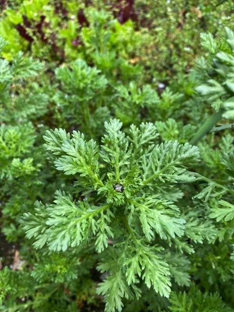 暮らしと言の葉（9）