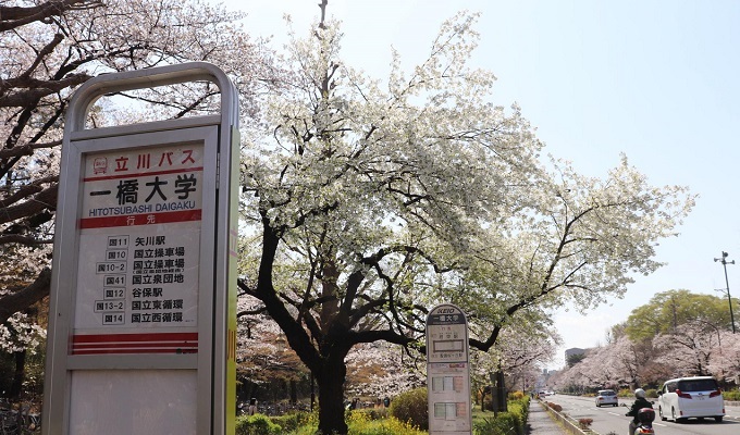 大学通り　一橋大学前（桜の季節の大学通り）