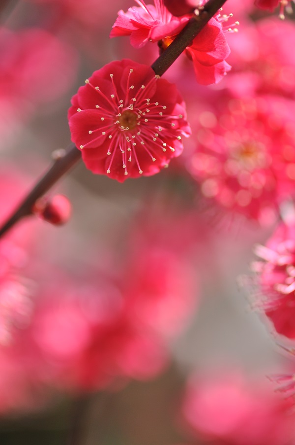 審査員特別賞「春初の花冠」小川　敏正 様