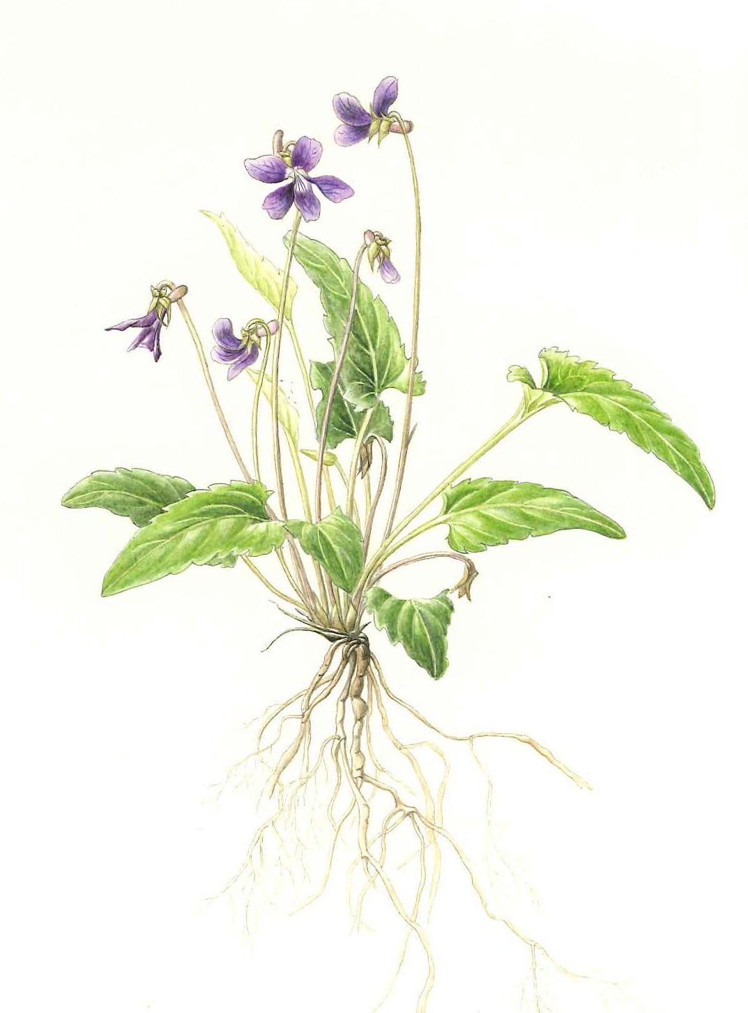 植物画入門 生涯学習オープンスクール Nhk学園 植物画入門 生涯学習オープンスクール Nhk学園