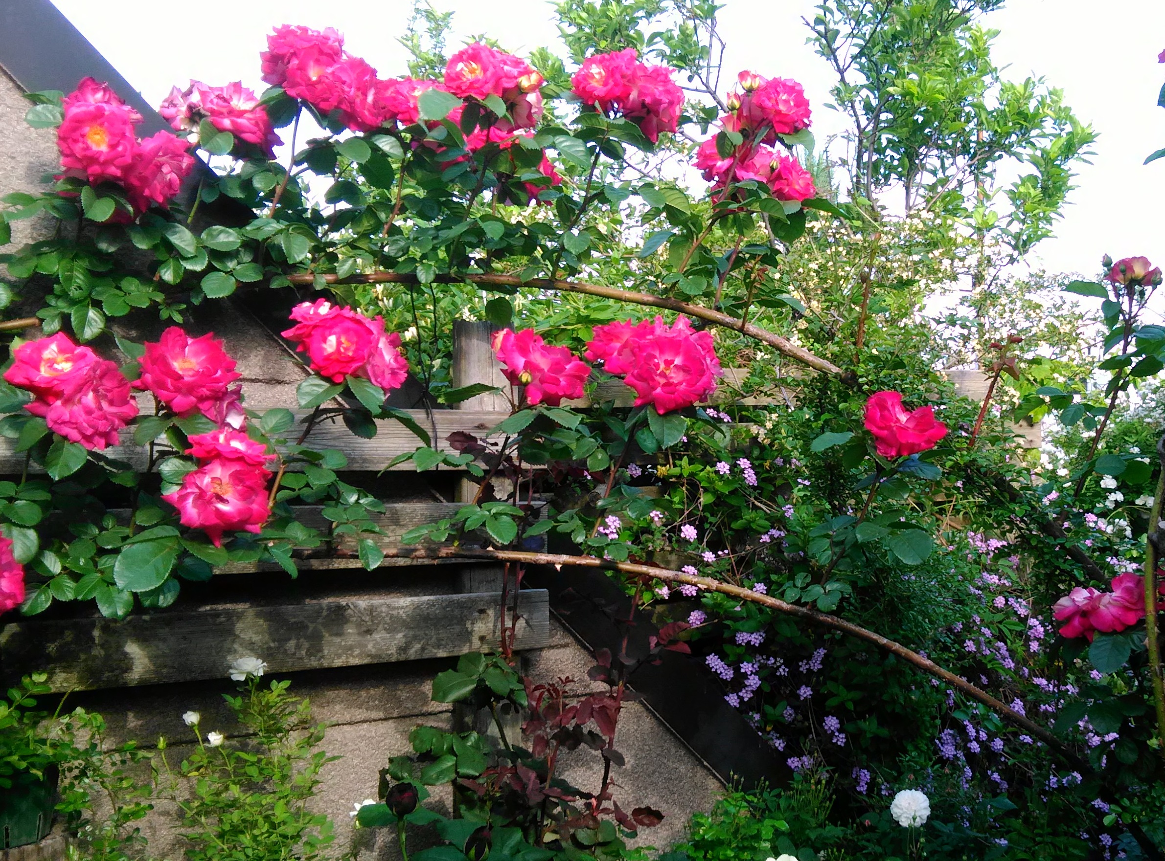 【満席】コンテナガーデンを楽しむ ～バラなど植物の上手な育て方～ 生涯学習オープンスクール NHK学園