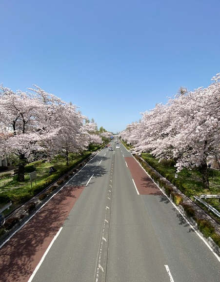 国立市の大学通りの桜です（4月1日撮影）