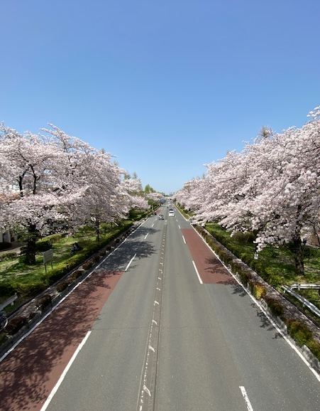 国立市の大学通りの桜です(4月1日撮影)