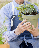 花・植物・ガーデニング